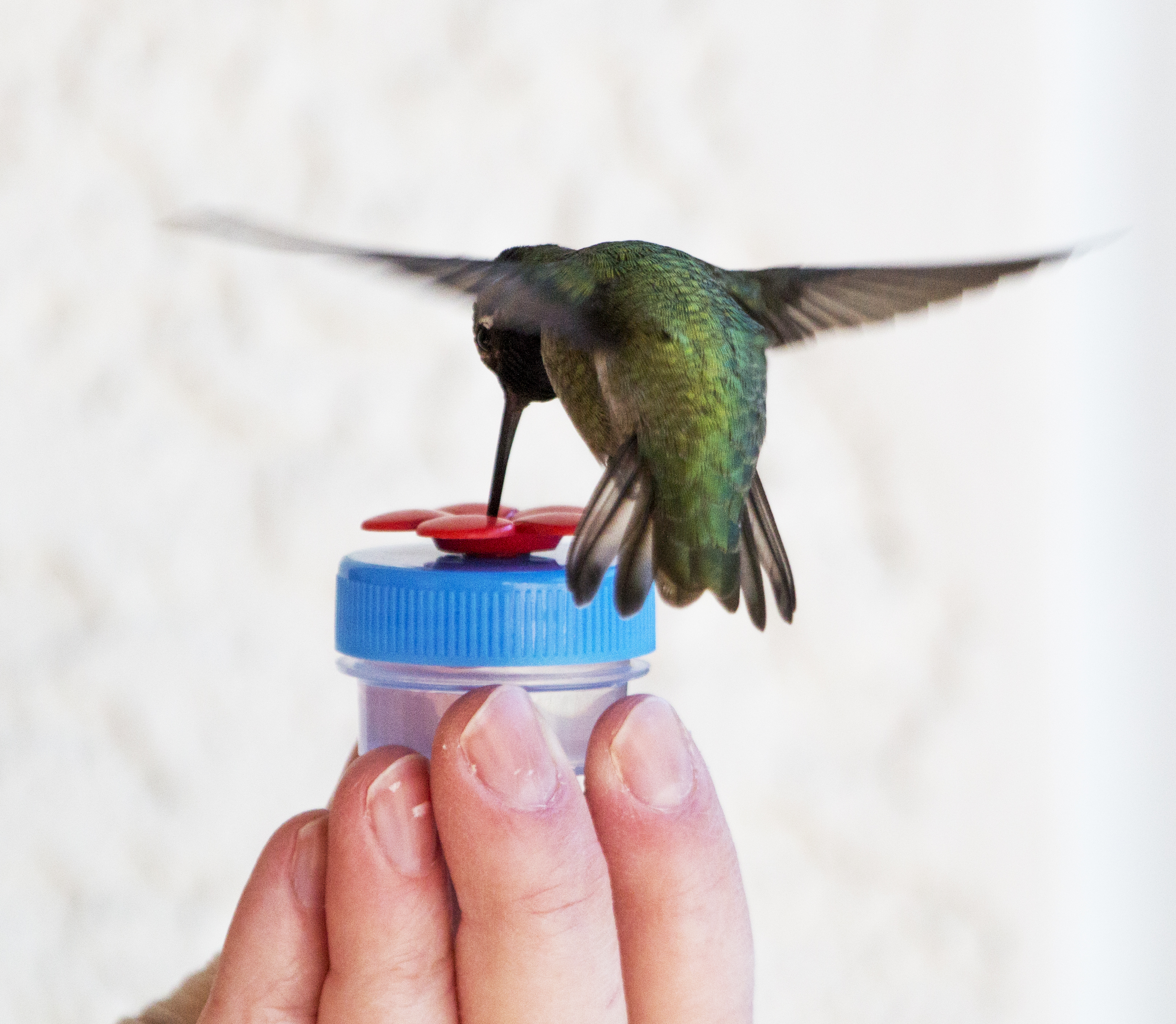 Nectar Dots Hummingbird Photos