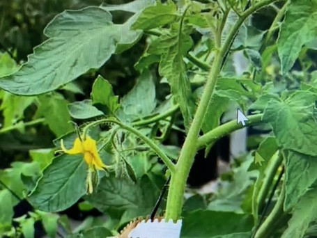 TOMATE BOA FANG 1.jpeg