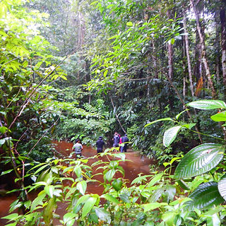 Actividades en selva del Amazonas