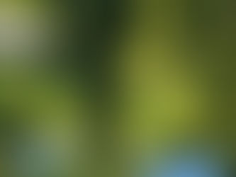 The Grand River near Bridgeport.