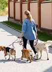 Dog Walker_edited.jpg