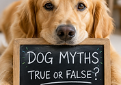Dog myths quiz and online course free