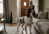 Online course about excessive barking in dogs