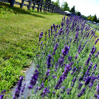 Lavender grown at Hereward Farms Lavender Farm, East Garafraxa, Ontario