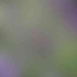 Lavender grown at Hereward Farms Lavender Farm, East Garafraxa, Ontario