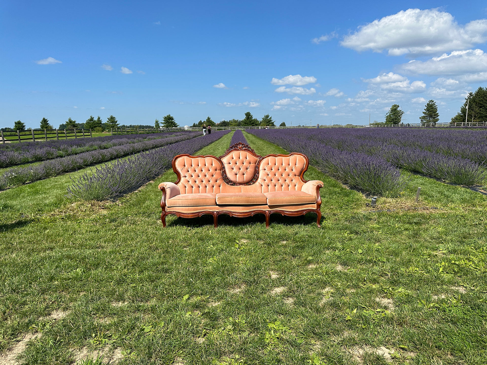 Hereward Farms Lavender Fields