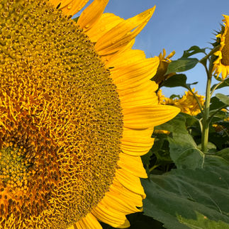 Hereward Farms Sunflower Fields