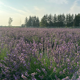 Hereward Farms Lavender Fields