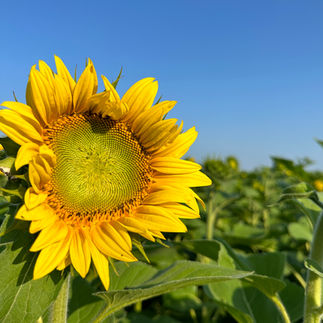 Hereward Farms Sunflower Fields