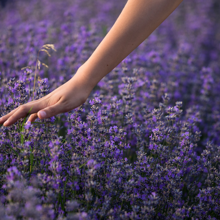 Why Lavender fields make for an enchanting photoshoot location