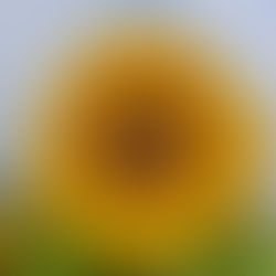 Hereward Farms Sunflower Fields