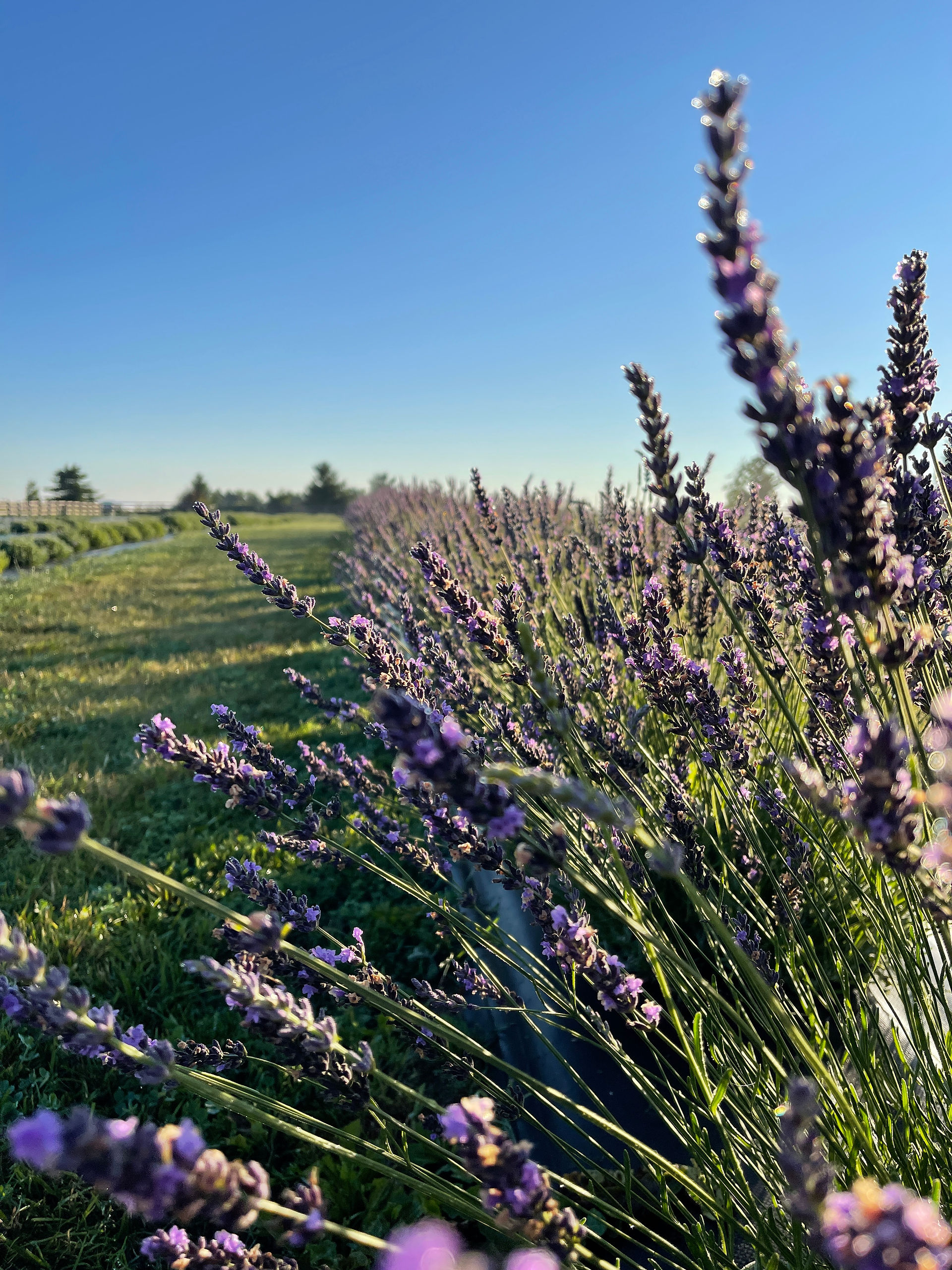 Lavender grown at Hereward Farms Lavender Farm, East Garafraxa, Ontario