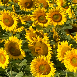 sunflowers at Hereward Farms