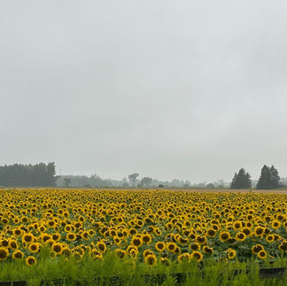 Hereward Farms Sunflower Fields