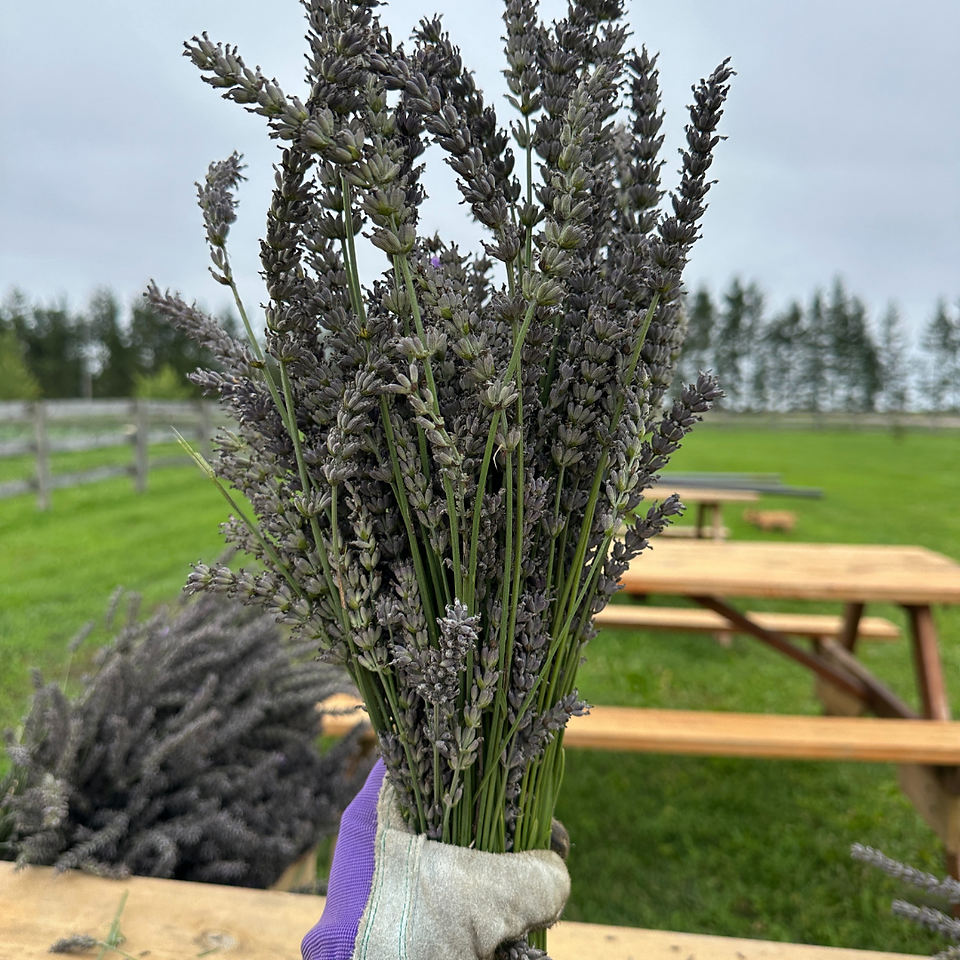 Phenomenal Lavender at Hereward Farms