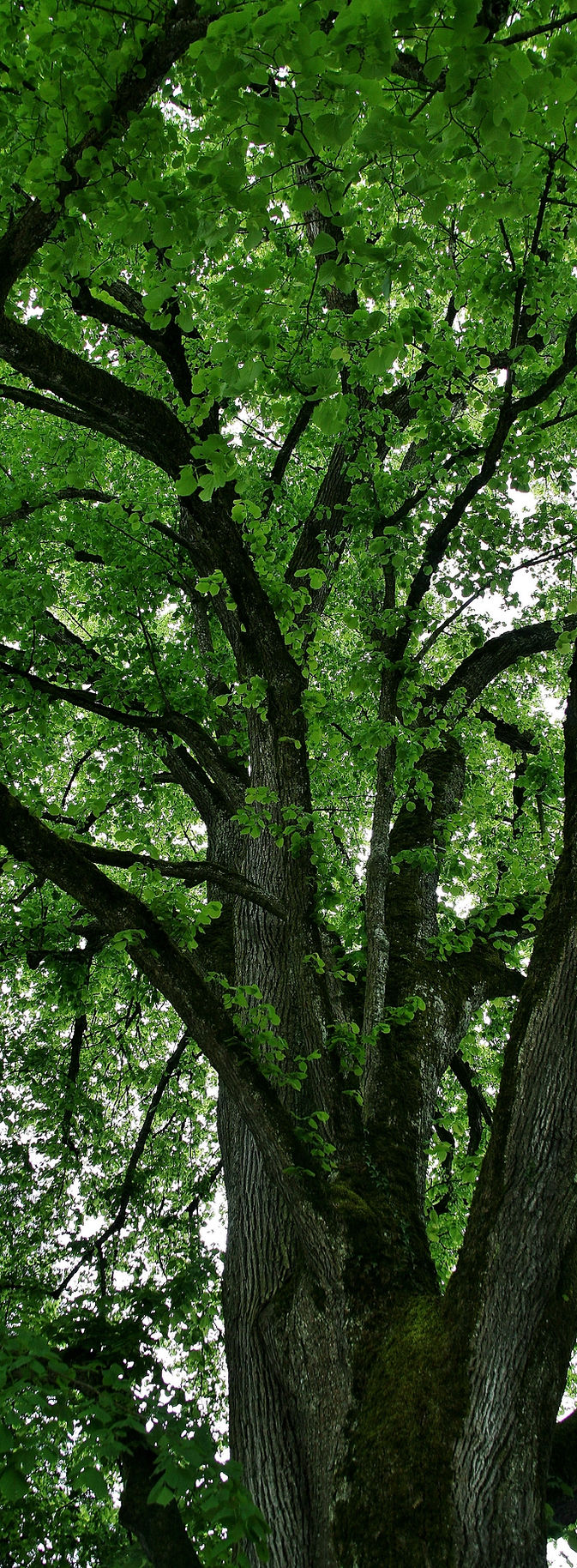 arbre et nature apaisante