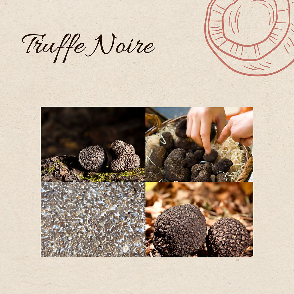 Miniature : Huile de Truffe Noire