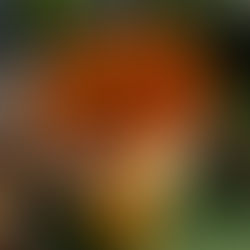 🎃 Halloween Spooktacular Sale at Crestholm Farm Stand