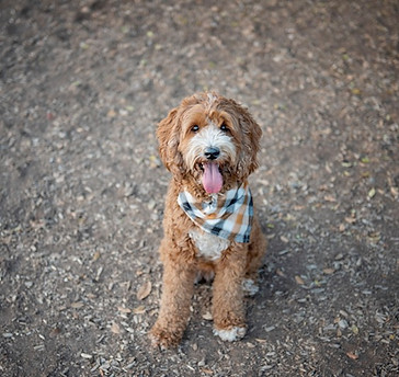 Rosebuds Penny Lane posing wearing a scarf - Large Mini, Dark Apricot