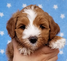 Cooper as a young puppy held for a headshot - Apricot with white markings