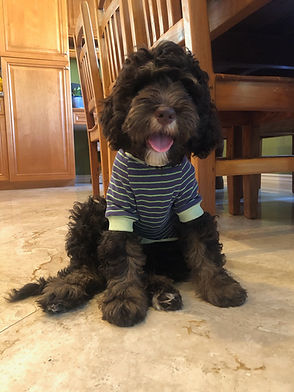 Truman sitting in kitchen wearing a shirt - Chocolate phantom