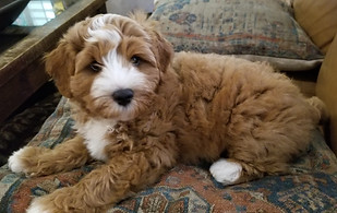 Cooper as a puppy laying on furniture - Apricot with white markings