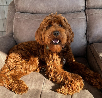 Mister Loki sitting on couch - Red