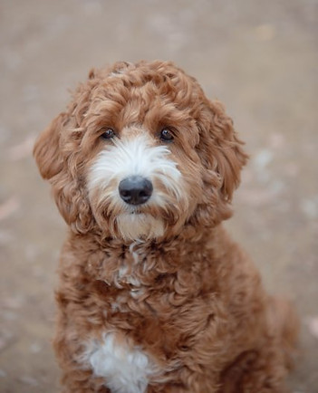 Rosebuds Penny Lane posing for portrait - Large Mini, Dark Apricot