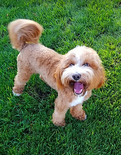Cooper standing in grass looking up and wagging tail - Apricot with white markings