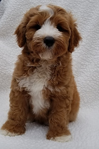 Cooper as a puppy sitting on fleece looking into camera - Apricot with white markings