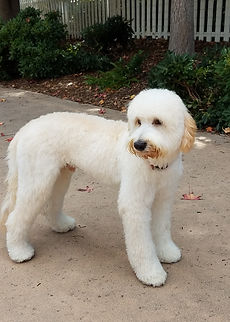 Teddy standing on driveway - Apricot Cream