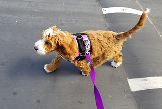 Rosebuds She's Scentimental walking on leash - Red with white markings