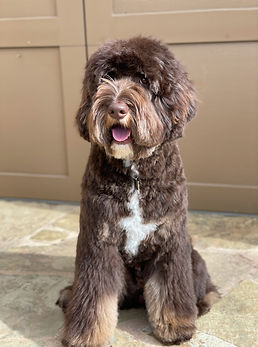 Truman sitting looking forward - Chocolate phantom