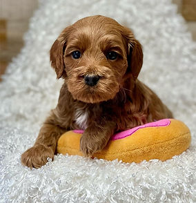 Mister Loki as a young puppy posing with toy portrail - Red