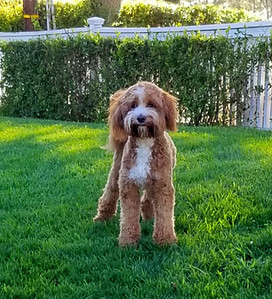 Cooper standing in yard - Apricot with white markings