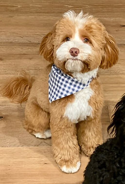 Ace posing for portrait with handkerchief around his neck - Red caramel with white markings