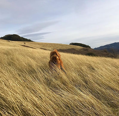 Rosebud's Run, Forrest, Run standing in dry grass field- Caramel