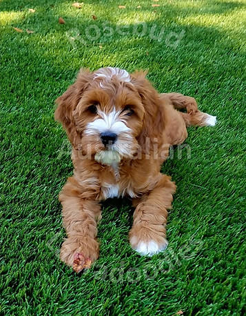 Sweet Caroline sitting on turf in the yard - Red with white markings