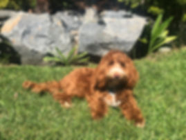 IMG_1871.jpeg