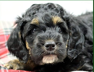Bogey headshot as a puppy - Back phantom