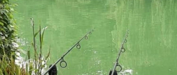 Beautiful Pretty carp and catfish fishing lake in Broxbourne Hertfordshire England 