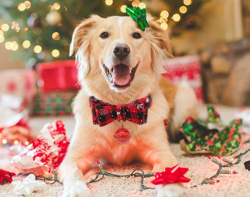 wedding dog collars