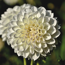 dahlia-5583819_1280.jpg