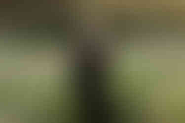 groom portrait of a hindu fusion couple at an Edmonton park called Rainbow Valley