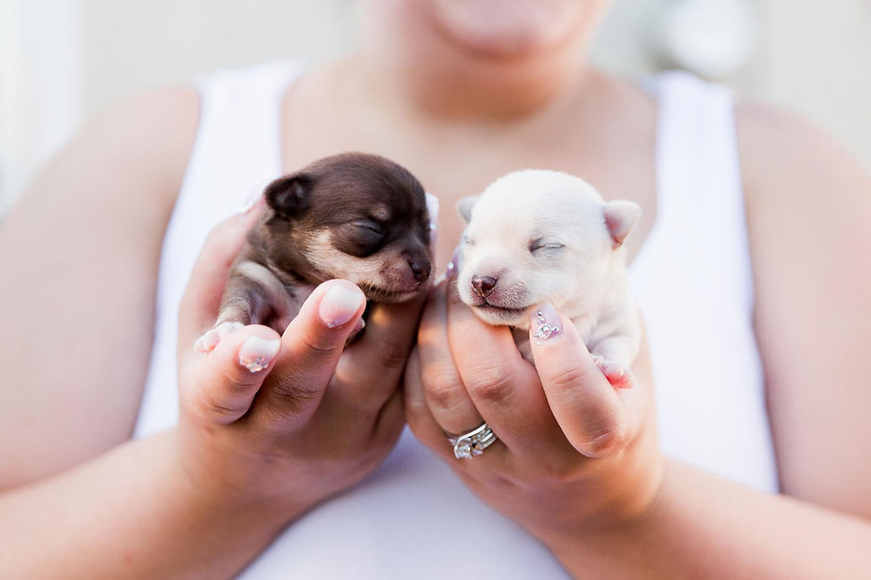 Puppies Chihuahua