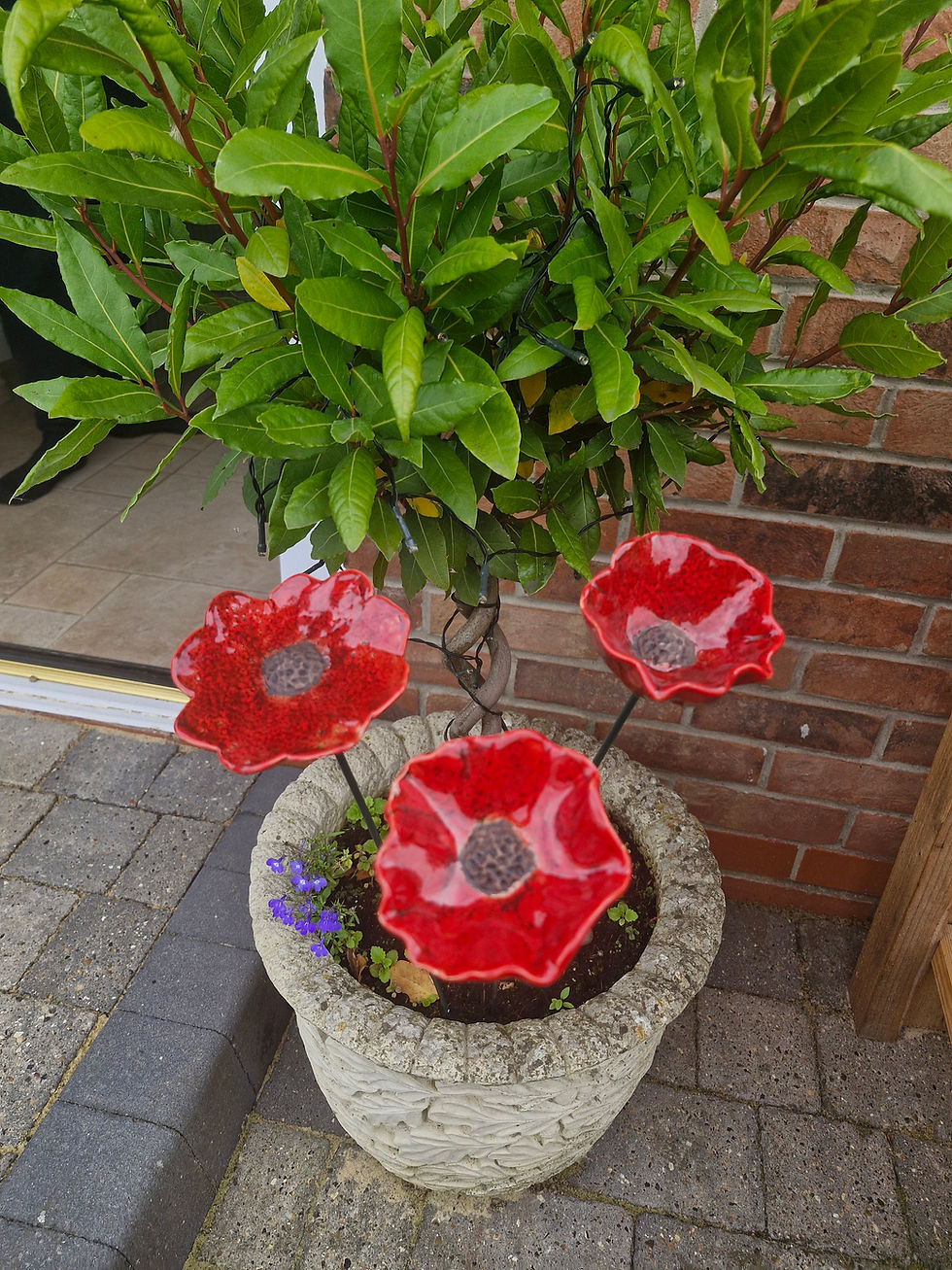 Thumbnail: Remembrance Poppy Stakes