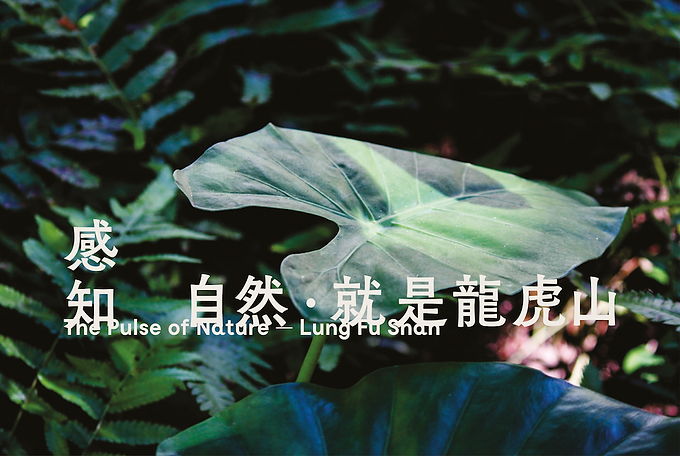 Facebook:website - leaf.png