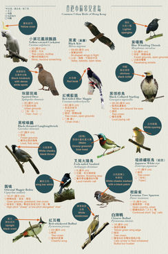 香港市區常見雀鳥及蝴蝶圖鑑 3.jpg