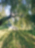 Willow Bnech _edited.jpg