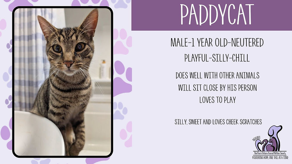 PADDYCAT